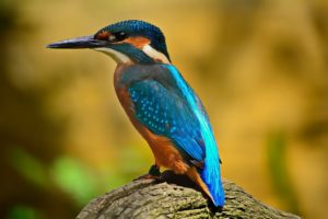 bird, kingfisher, feathers