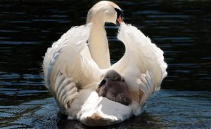 swan, baby swan, white